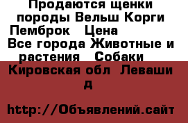 Продаются щенки породы Вельш Корги Пемброк › Цена ­ 40 000 - Все города Животные и растения » Собаки   . Кировская обл.,Леваши д.